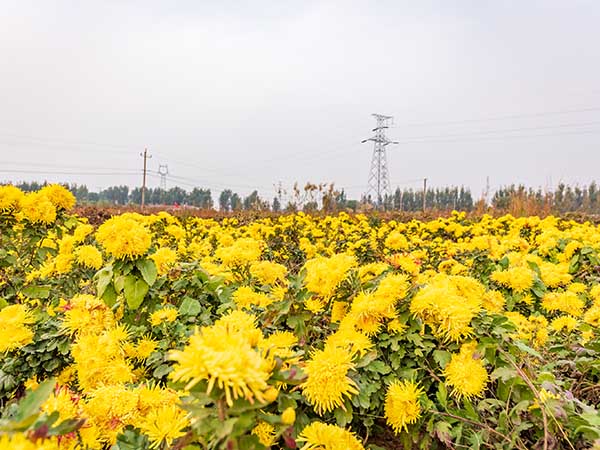 華苑觀光農(nóng)場(chǎng)