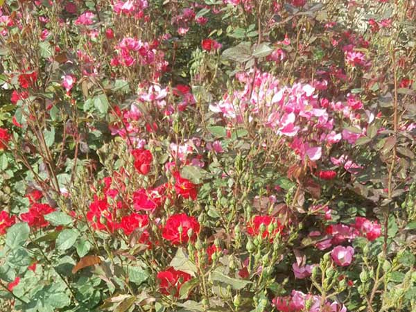 華苑觀光農(nóng)場(chǎng)