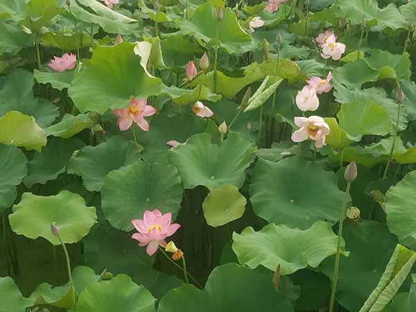 華苑觀光農(nóng)場(chǎng)