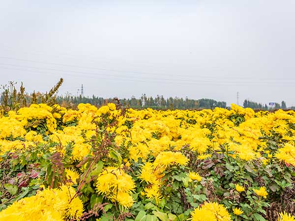 華苑觀光農(nóng)場(chǎng)