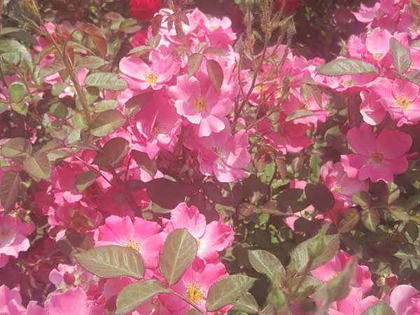 華苑觀光農(nóng)場(chǎng)