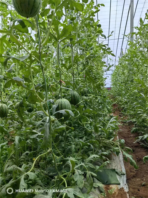 觀光農(nóng)場(chǎng)