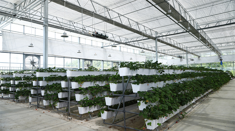 現(xiàn)代農(nóng)業(yè)