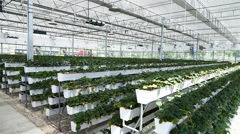 現(xiàn)代農(nóng)業(yè)