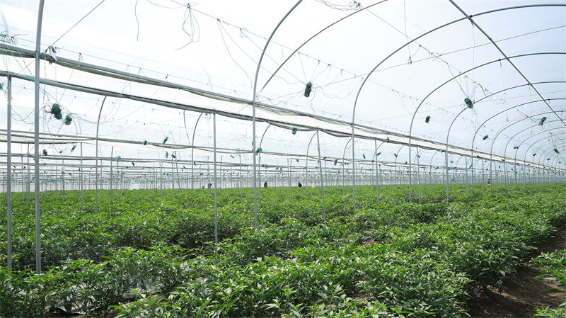 現(xiàn)代農(nóng)業(yè)