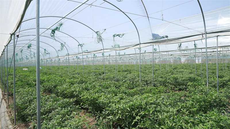 現(xiàn)代農(nóng)業(yè)