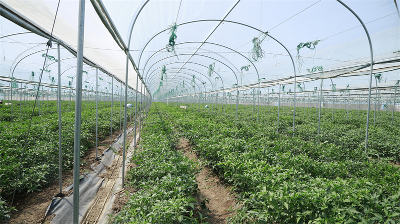 現(xiàn)代農(nóng)業(yè)