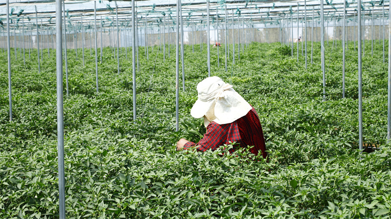 現(xiàn)代農(nóng)業(yè)