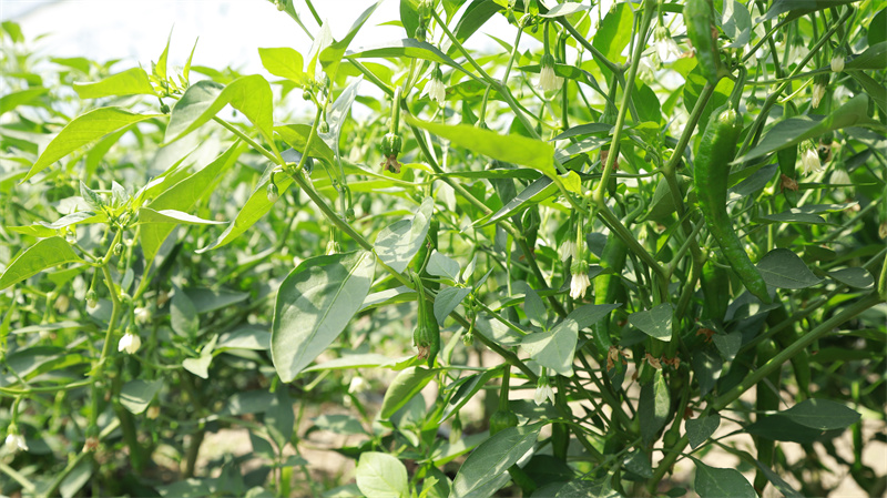 現(xiàn)代農業(yè)