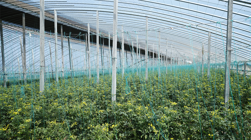 現(xiàn)代農業(yè)