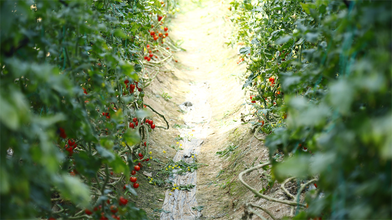 現(xiàn)代農業(yè)