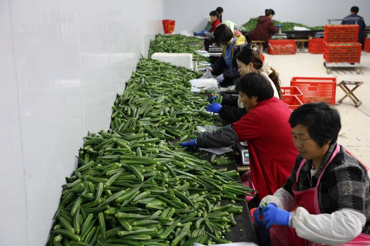 華翔農(nóng)場秋葵分揀車間