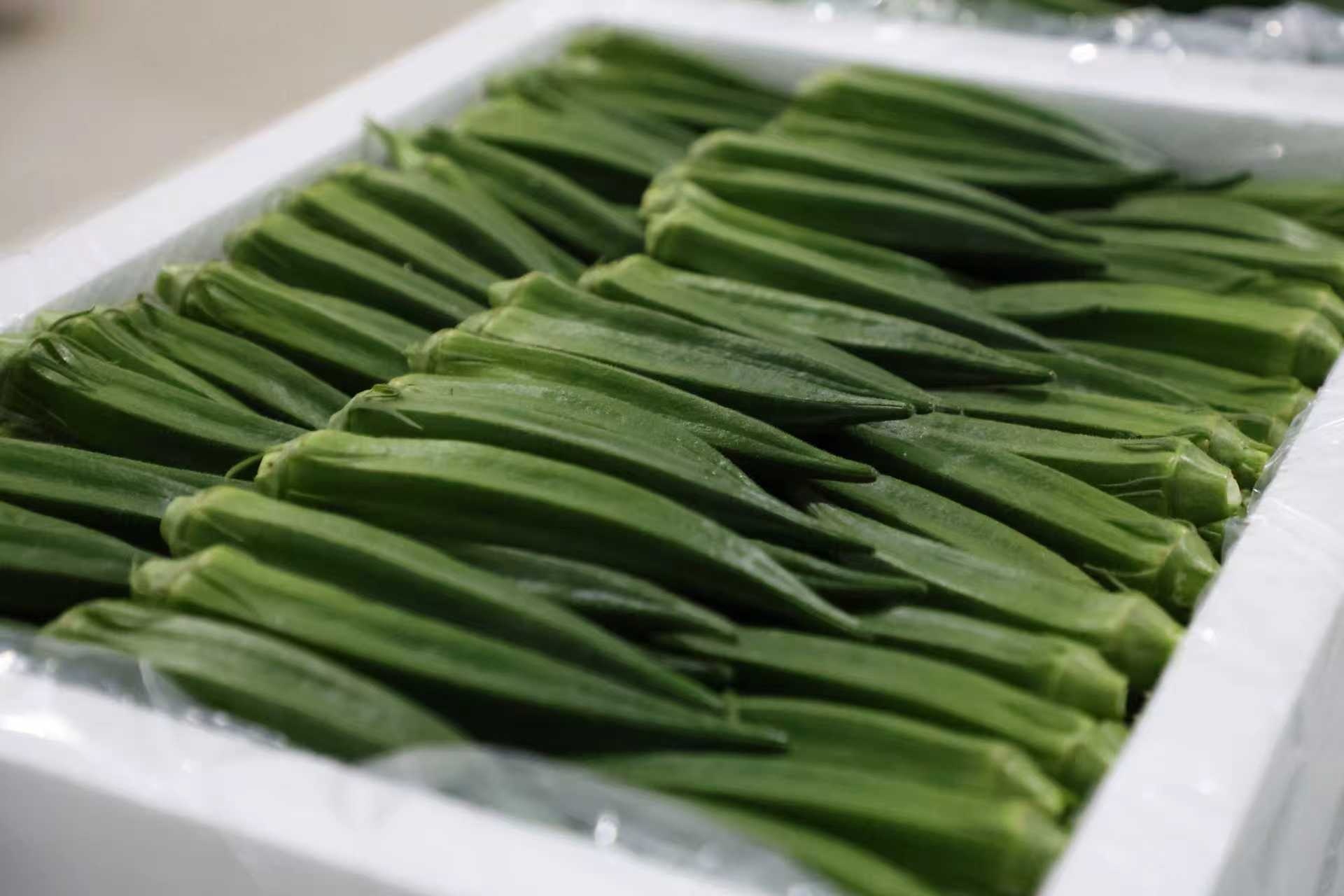 華翔農(nóng)場秋葵特寫