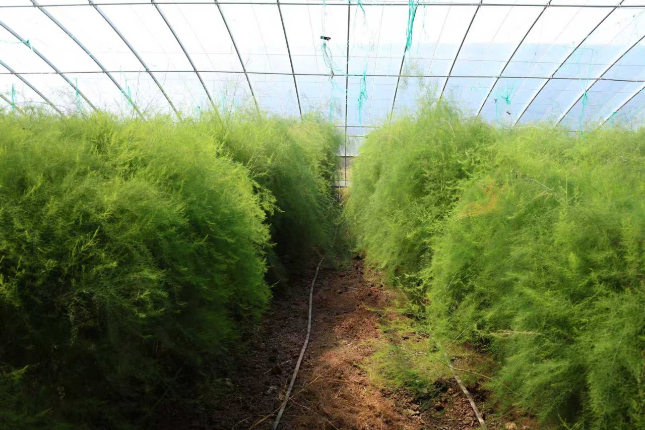 華翔農(nóng)場蘆筍大棚